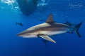   Caribean Reef Sharks Gardens Queen Cuba  